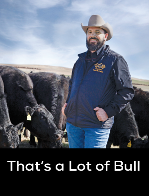 bull-story.png